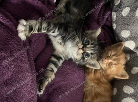 2 kittens looking for home