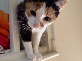 Calico female + Ginger-cream male