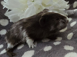 5 Boars available