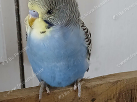Baby budgies