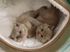 British shorthair kittens
