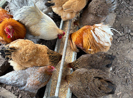 Brahmas growers for sale