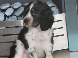 Cocker spaniel pups