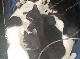 Gorgeous kittens