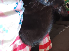 Black kitten
