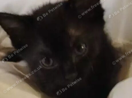 Lucky Black kittens ! (STEVENAGE)
