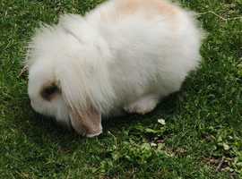 Mini Lion Lops for sale