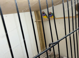 Gouldian finches