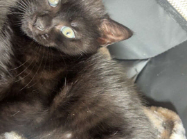 4 beautiful kittens ready to go