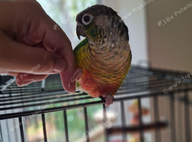 Conure for sale