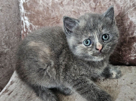 5 kittens x British blue shorthair crossed