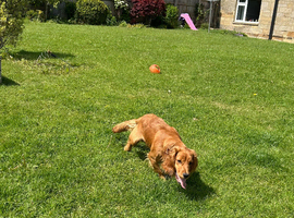 Cocker working spaniel