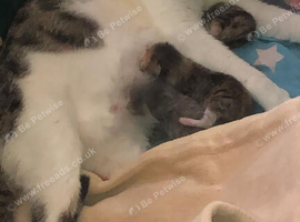 Beautiful Tabby Kittens