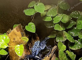 Azureus blue poison dart frogs