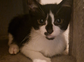 male kitten
