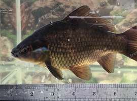 Black comet goldfish breeding group