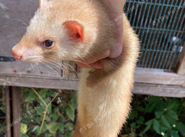 Young female ferret