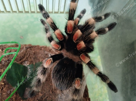 Tarantulas for sale females