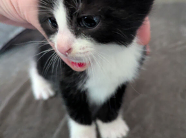 2 gorgeous kittens for sale
