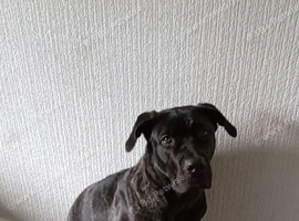 Cane corso cross press canario