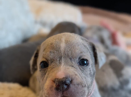 Merle Staffordshire bull terrier puppies