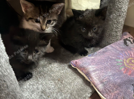 Sell the kittens