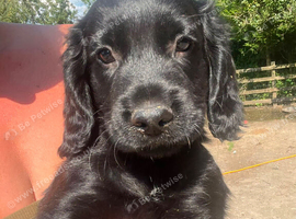 LAST BLACK BOY! cocker spaniel puppy