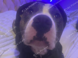 American bulldog cross staffy