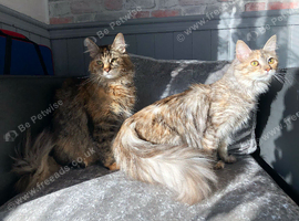 GCCF Fully Registered Maine Coon Kittens - Ready October