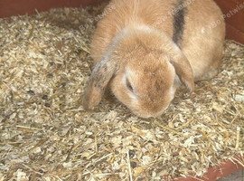 Male lop