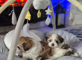 Two Beautiful Malshi Boy Puppies &ndash; Maltese x Shih Tzu