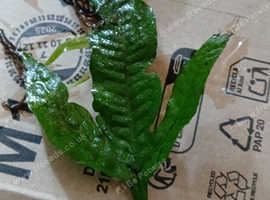 Plants