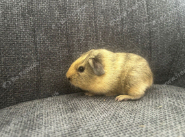 4 female guinea pig babies