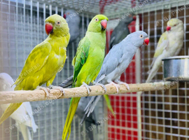 Ring neck parrot