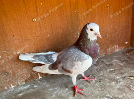 Birmingham rollers pigeons