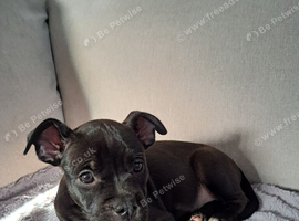 Last female staffy