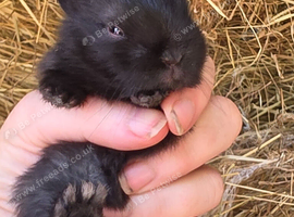 Baby Black Nethrland dwarf doe