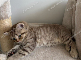 Kittens for sale