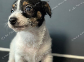Stunning litter of traditional jackrussel pups