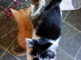 Kitten