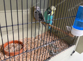 Pair of show budgies