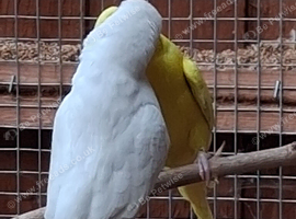 2 breading pairs of budgies