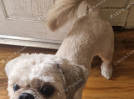 Male 2 year old shih tzu