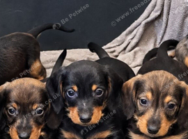 5 Wired-Haired Dachshund Puppies for Sale