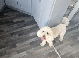Almost 3 miniature poodle looking cockapoo