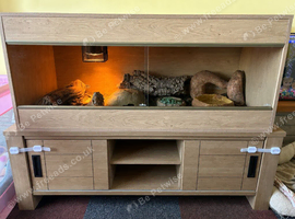 Bearded dragon four years old and vivarium