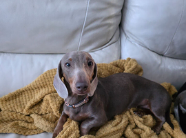 Bella the mini daxie