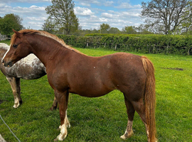 Well bred Chestnut Mare