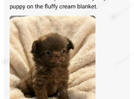 Chihuahua kc