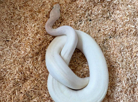 Ball pythons for sale